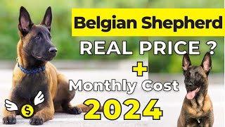 Belgian Shepherd Price In India 2024 | Belgian Malinois Price and Monthly Expenses screenshot 3