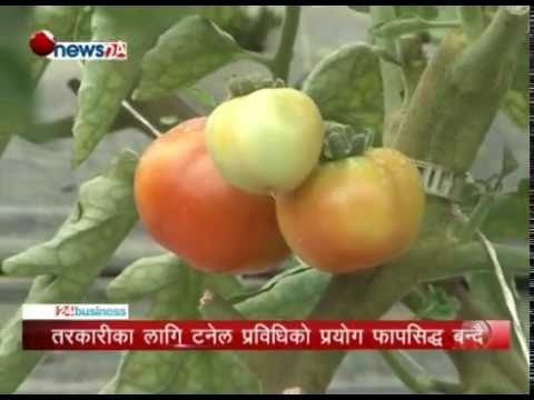 Vegitable farm in Nepal