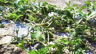 видео Град в Армении побил урожай арбузов: фермеры в печали