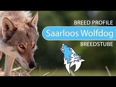 Saarloos Wolfdog Breed, Temperament & Training