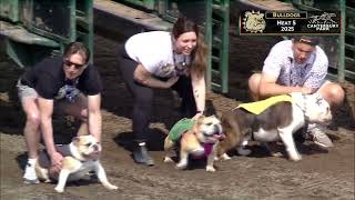 CBY BULLDOGS HT4 5   2025