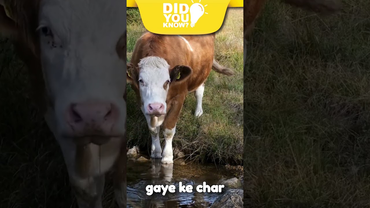 5 Fascinating Facts About Cows 🐄 You Didn’t Know! 