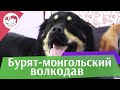 Бурят-монгольский волкодав на ilikepet. Особенности породы, уход