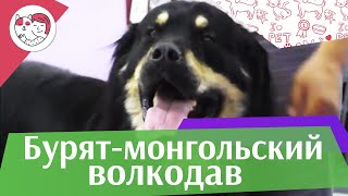 Бурят-монгольский волкодав на ilikepet. Особенности породы, уход