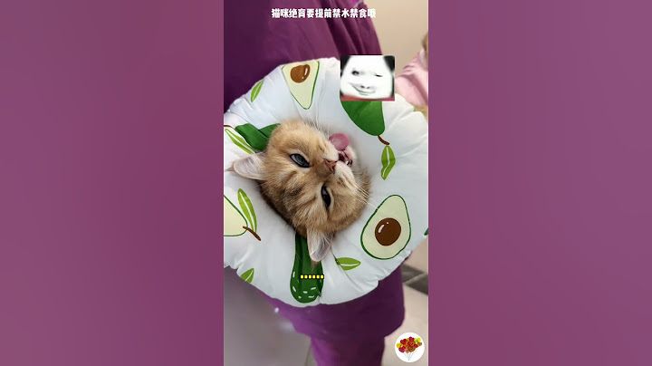 sign the petition - lonely cat 😜😜#fun #entertainment