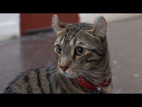 Running with Tuco the Cat in 4K