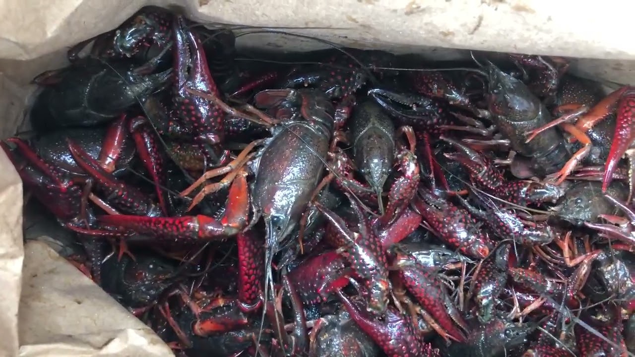 Fresh Crawfish