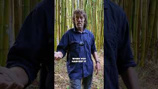 Bamboo Grows 3 Feet a Day #permaculture #bamboo #regenerativegardening #sustainableliving