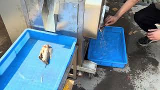 Fish fillet machine removes the middle bone of cod