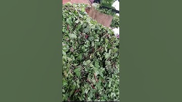 Bật mí công dụng đặc biệt từ ngải cứu tía mà bạn chưa biết.