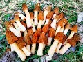 Косим грибы в апреле!!! В лесу полно сморчков! Сбор сморчковой шапочки 2019