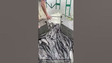 Stocking Snakeheads : How Pond Owners Lure Anglers for Profit