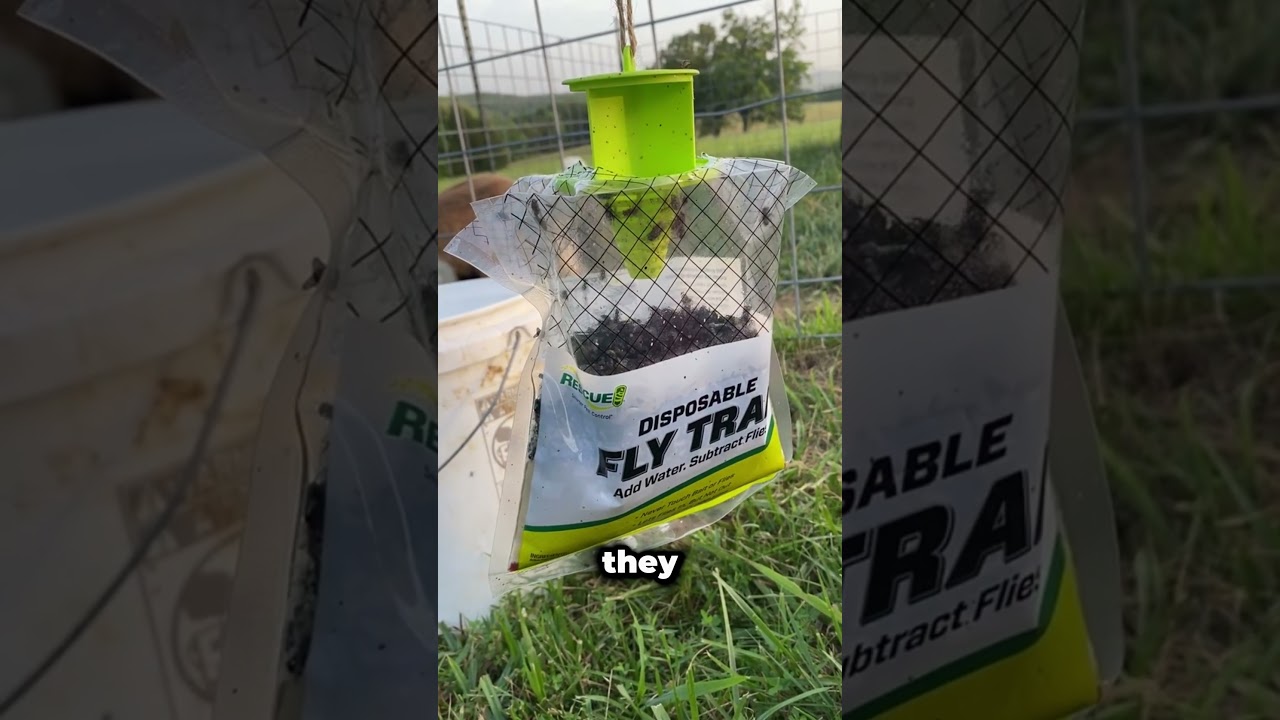 A bag that catches 40,000 flies
