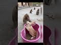 Monkey funnyfunny viral laugh trend zoo trendingshorts viralshorts subscribe