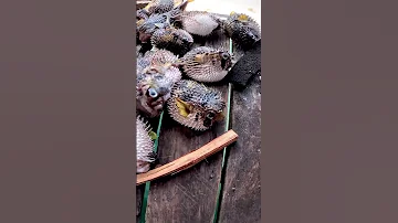 Pufferfish How To Cook This Fish Puffer 