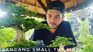 Bonsai Sancang Istimewa | Sancang Small | Bonsai Sancang