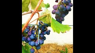 Vigne, La taille ancienne de la vigne