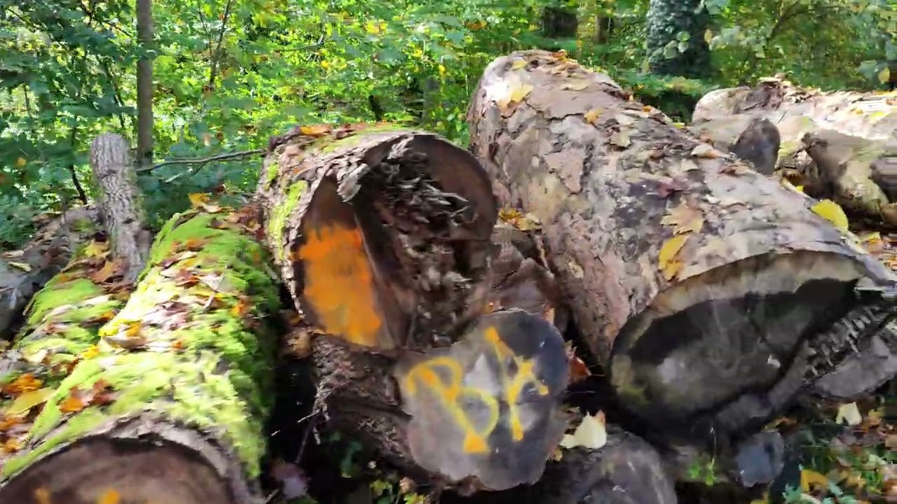 Bugs'n'Bees (Auf Der Mauer Auf Der Lauer) - Stephan Urwyler DeHai