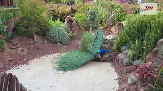 Peacock Mating 11