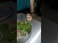 viral dancing owl at restaurant near vegetables for kids