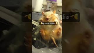 Hilarious Armadillo Belts Out Wild Screams