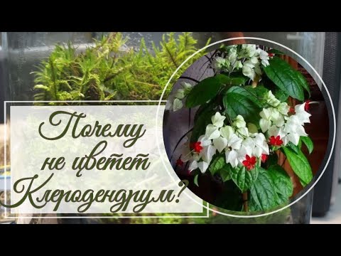 Почему не цветет клеродендрум?