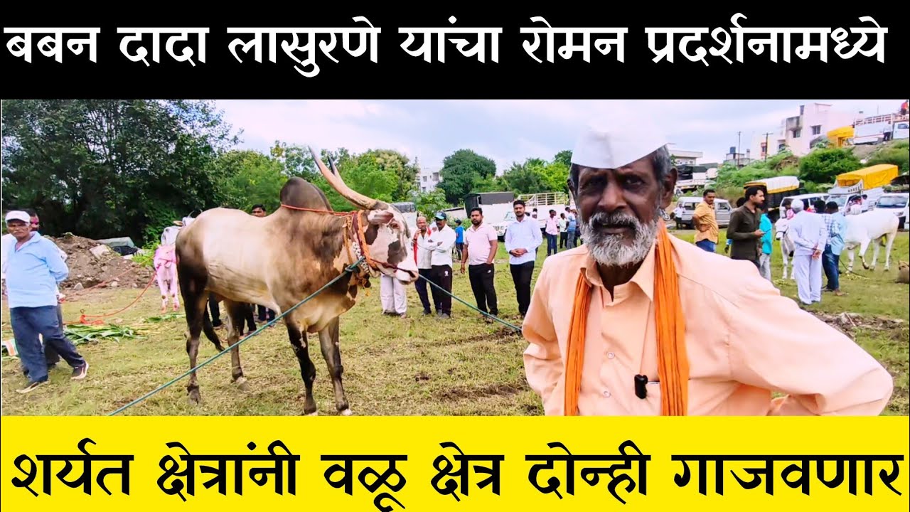 बबनदादा लासुरणे रोमन डायरेक्ट प्रदर्शनात आता वळू क्षेत्रासाठी चालू #निसर्गाची_नाळ