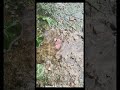 видео снять на redmi note 13/video taken  on redmi note 13 #memec #reddit