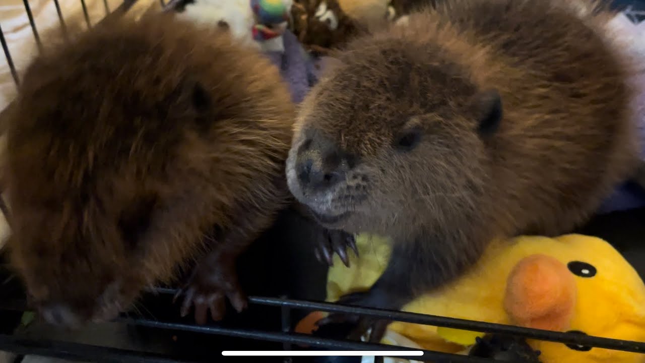 Happy International Beaver Day!