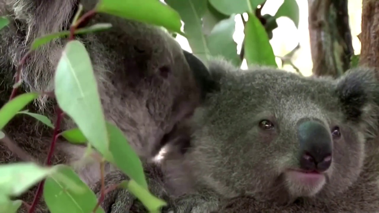 Koalas could be extinct in Australian state by 2050 YouTube