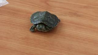 Why the red-eared slider is under-weight & has swollen eyes