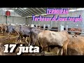 ‼️SAPI QURBAN TERMURAH DIJAWATENGAH‼️ Habis 1000 ekor