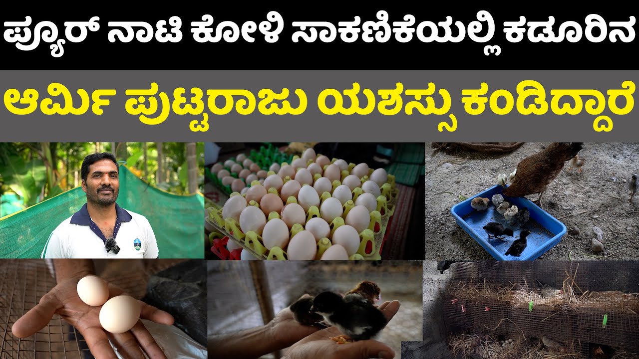 nati koli farm pure nati hen,eggs how to start nati koli farm in