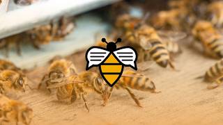 Bee Talks with Bill Hesbach • June 2026