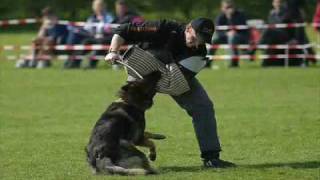CAMADA Del Cerro De La Silla Pastor Aleman