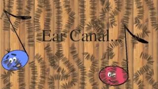 Brain Awareness Video Contest: The Journey of Sound