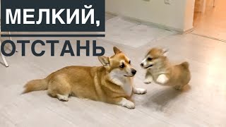 Бешенные игры двух корги / СЭДДИ СДЕЛАЛ ШАЛАШ / Таффи сделали прививку