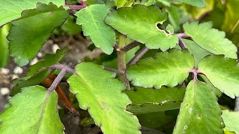 Leaf of Life Plant (Bryophyllum Pinnatum) | Herbs of Jamaica #leafoflifeplant #jamaica