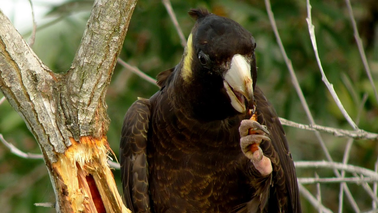 Yellow tailed Black cockatoo - Geelstaart cockatoo - Male 