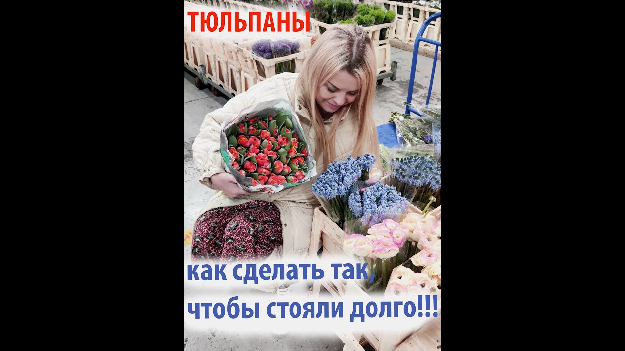 Как продлить жизнь тюльпанам. Чтобы тюльпаны дольше стояли. Тюльпан стоит долго. Тюльпаны как сделать чтобы долго стояли. Как сделать чтобы тюльпаны дольше стояли.