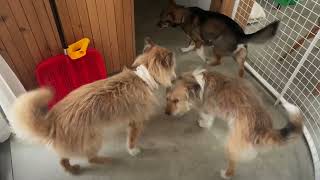 朝方トイレに起きたら、外で犬が飛び回ってた