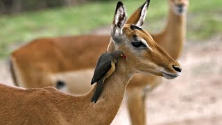 Animal and Birds happy together | Yellow-billed oxpecker | Rhino | Deer | Hippo