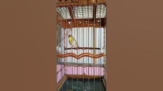 pleci buxtoni full materi tembakan