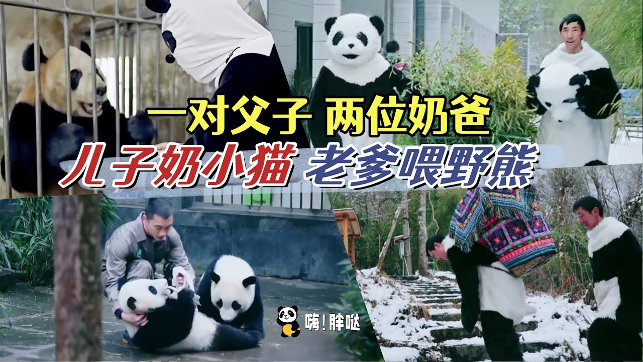 父子两代人，都是熊猫奶爸：熊猫奶爸牟仕杰，从给熊猫铲青团到成为野培专家，儿子继续当奶爸