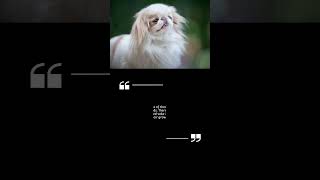 Japanese Chin actually came from China...#japanesechin#doglover#subscribe#dogbreeds#shorts#facts#fyp