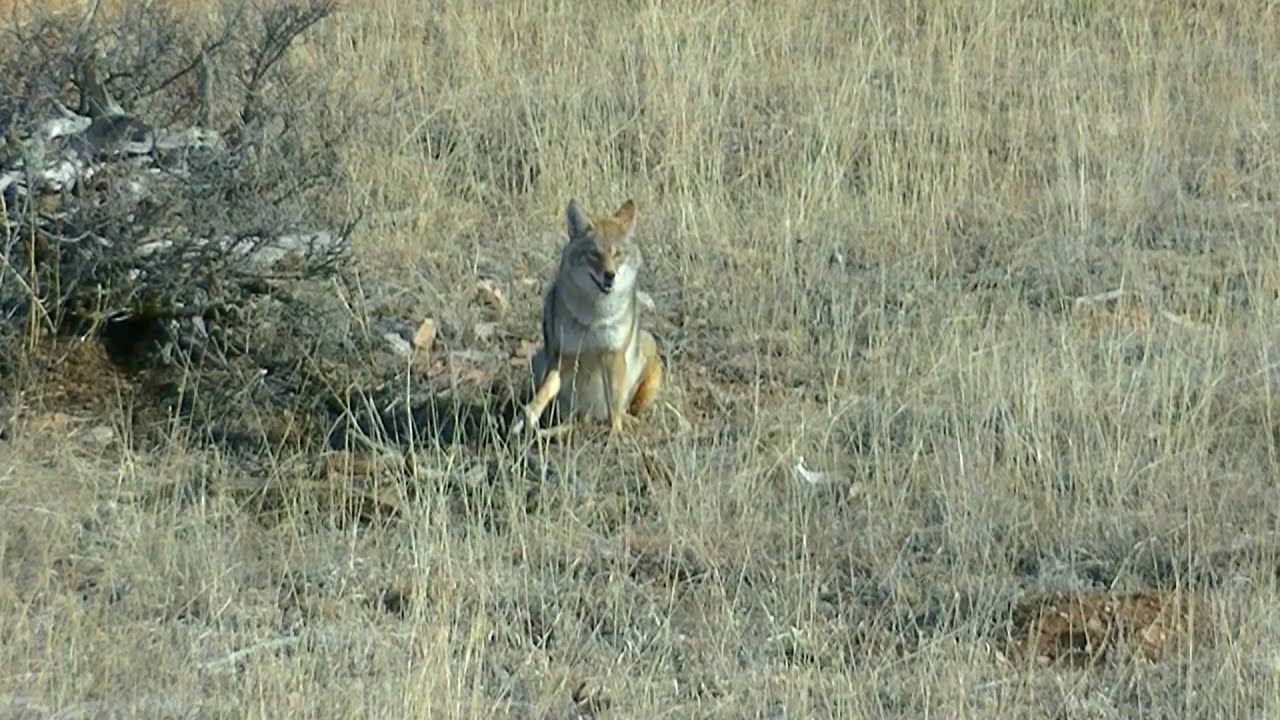 Trapping Time with Shad Coming Soon