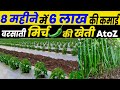 Mirch ki kheti karne ka Sahi Samay😱मिर्च की खेती कब और कैसे करें🌱mirchi ki kheti AtoZ जानकारी chilli