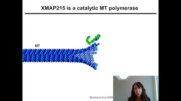 Regulation of Microtubule Dynamics During Growth Cone Guidance and Cell Migration