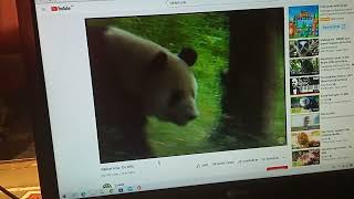 Wildest Asia - Go Wild (Panda)