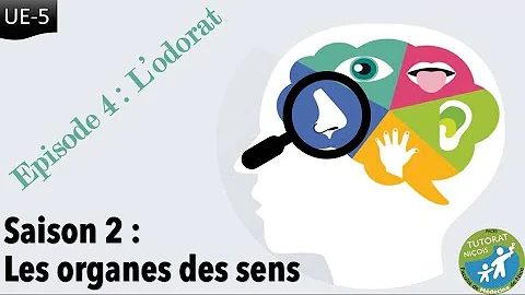 Comment fonctionne le sens de l'odorat ?